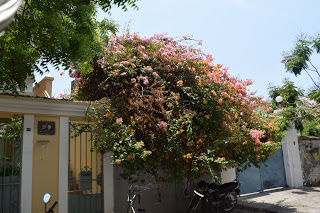 Photo of Pondicherry- Forget about life for while ! 15/23 by Ritika Sundaram Rohatgi