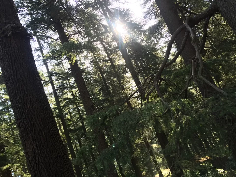 Photo of Hidimba Devi Temple Gharwasra, Sariun Khas, Himachal Pradesh, India by Richa