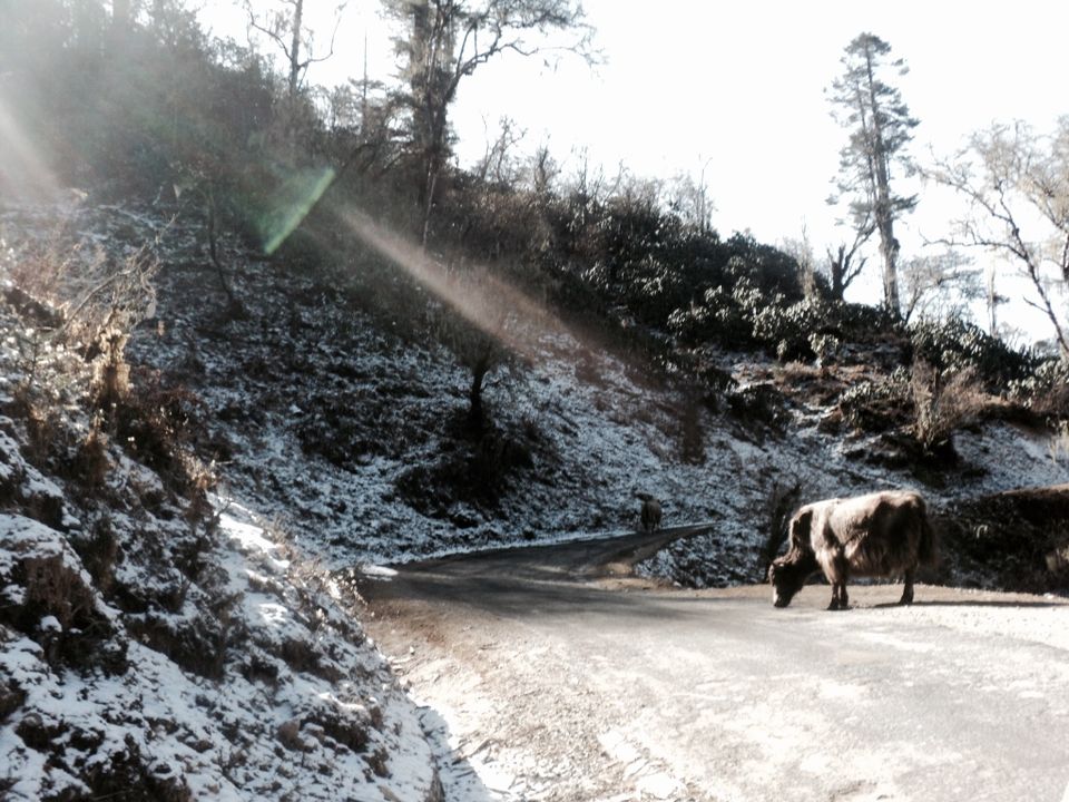 Photo of Visit a Stunning Country under Rs. 10,000 : Bhutan Solo Travel Hack! by Shipra Shekhar