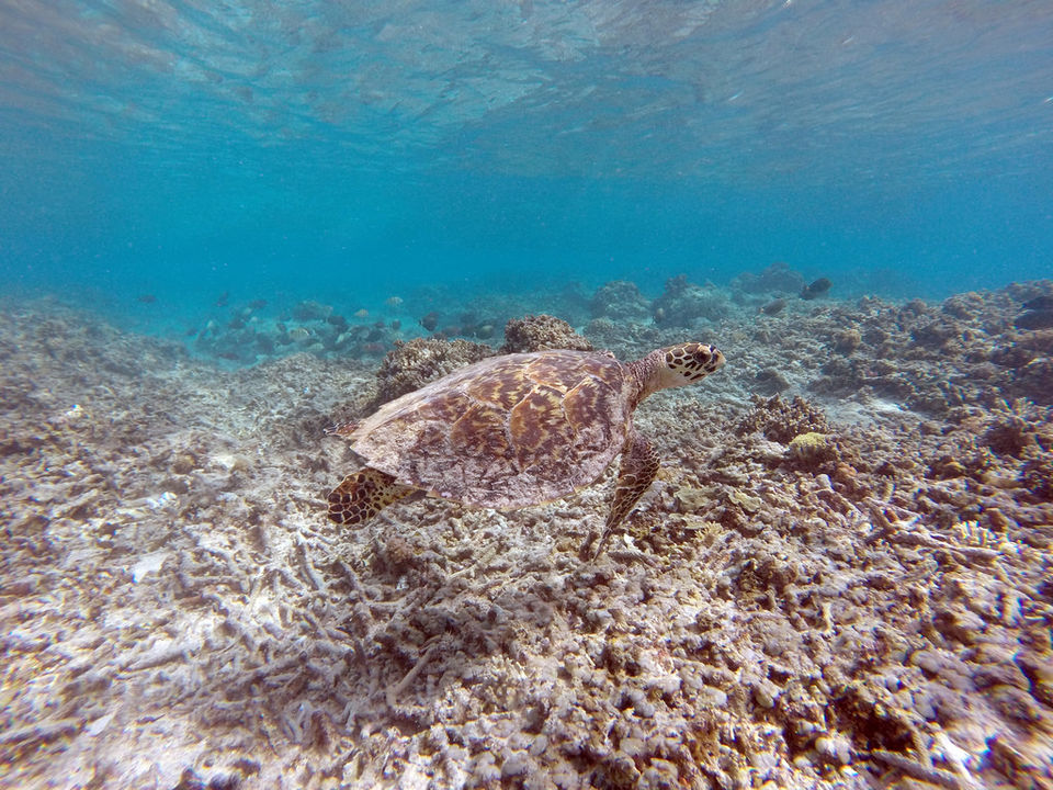 Photo of Gili Meno, Gili Indah, North Lombok Regency, West Nusa Tenggara, Indonesia by Shipra Shekhar