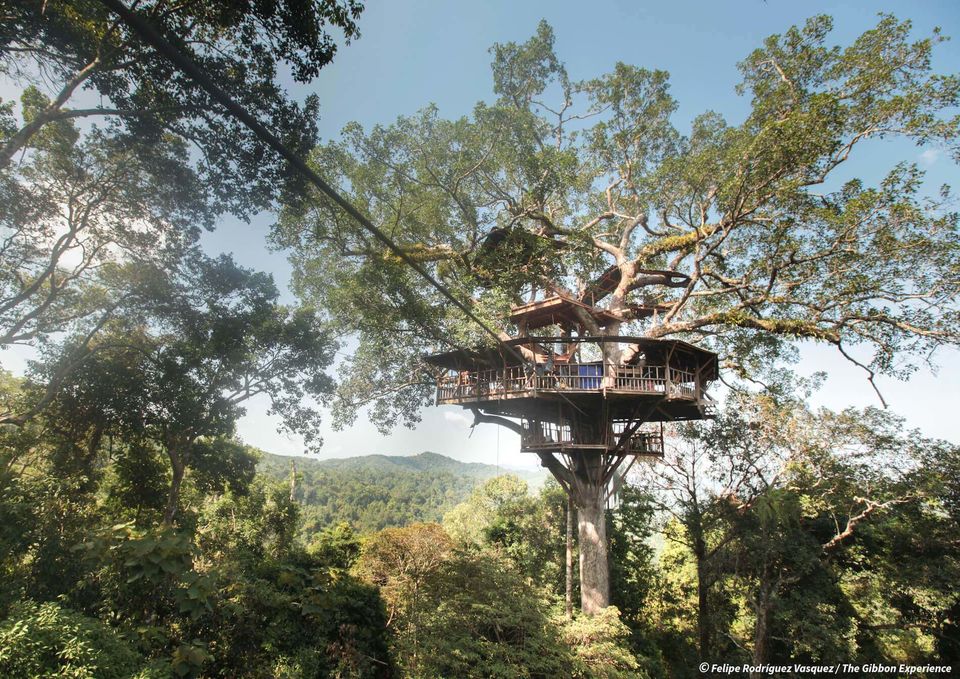 Photo of Stay In The World's Highest Tree House Where Zip Lining Is The Only Way In And Live The Jungle Life by Shipra Shekhar
