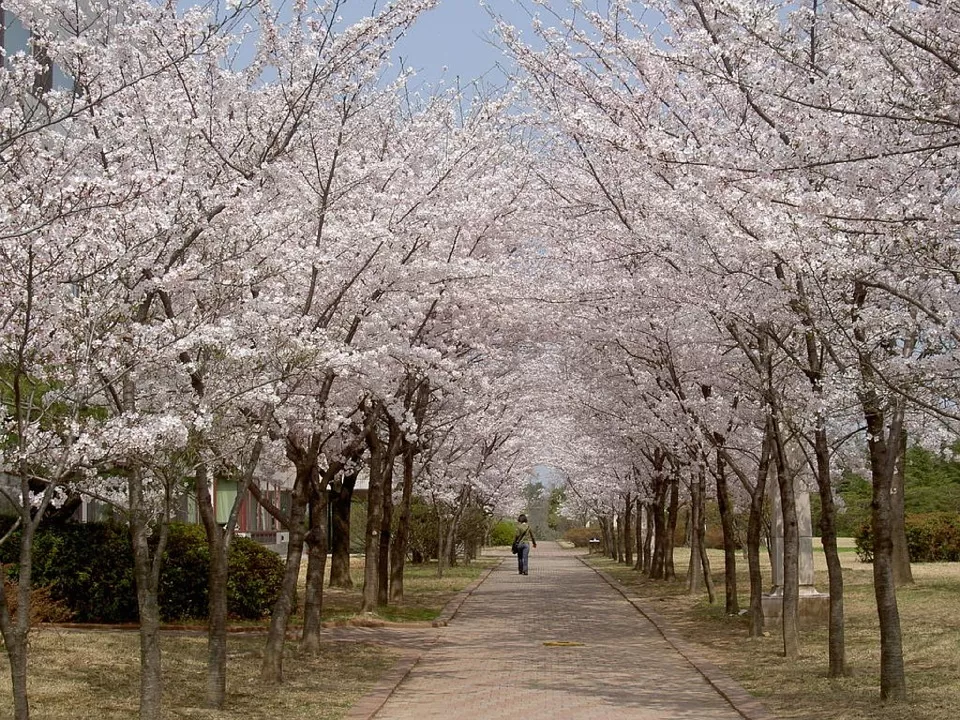Photo of South Korea by Shipra Shekhar