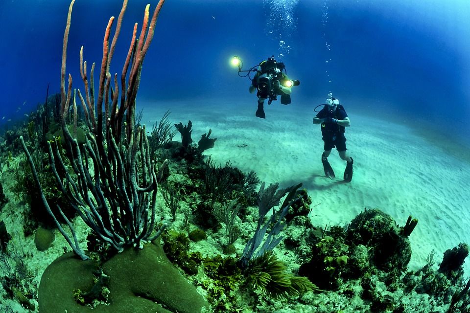 Photo of How I Dived With Sharks At the Wonderful Komodo National Park 1/1 by Shipra Shekhar