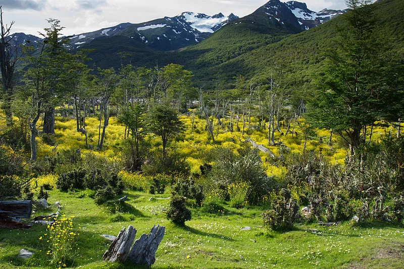 Photo of Tierra del Fuego National Park, Ushuaia, Tierra del Fuego Province, Argentina by Shipra Shekhar