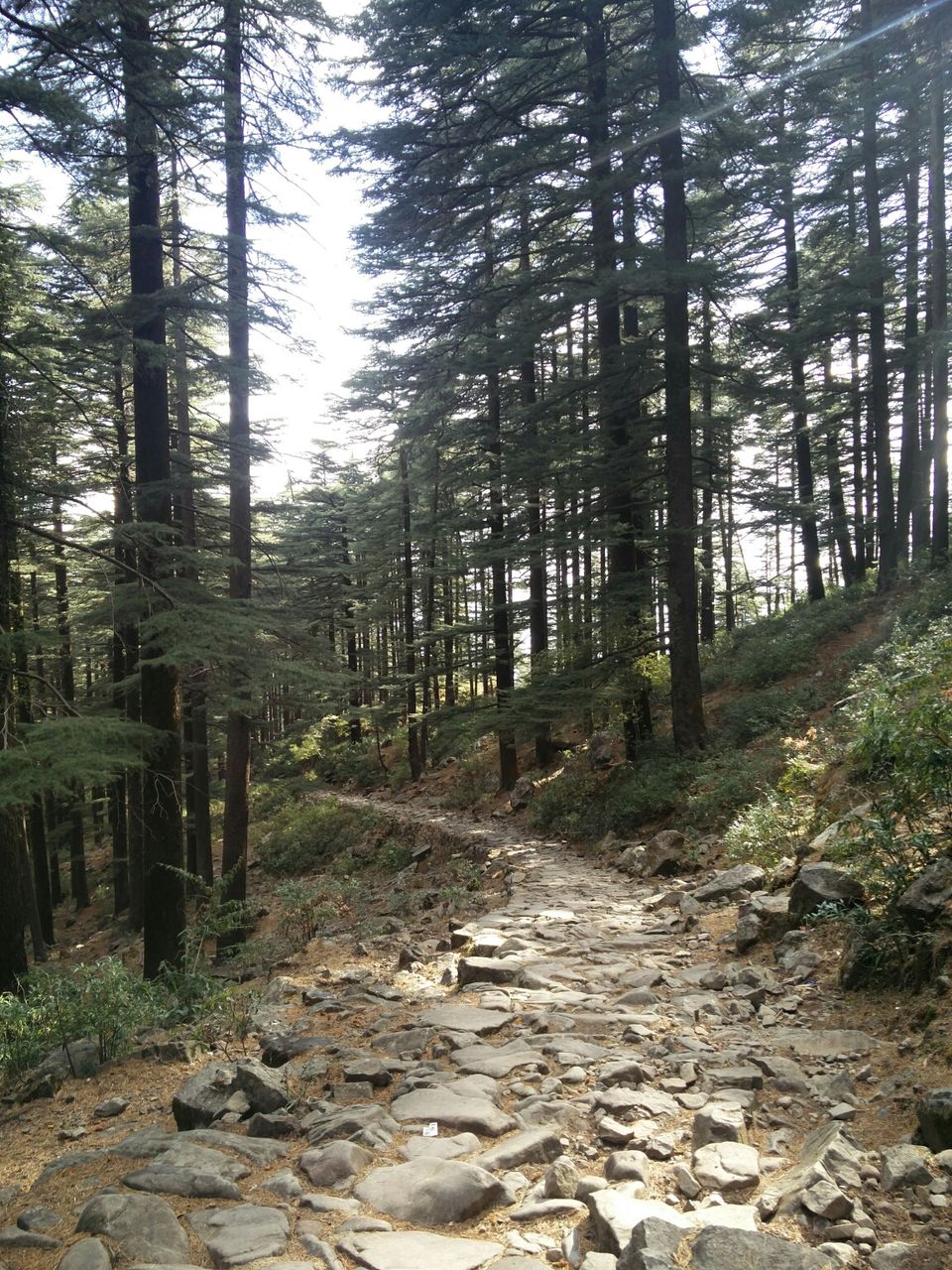 Photo of McLeod Ganj, Dharamshala, Himachal Pradesh, India by Rhea Chawla