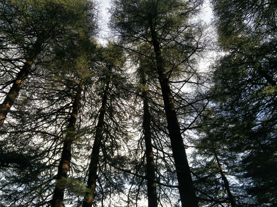 Photo of McLeod Ganj, Dharamshala, Himachal Pradesh, India by Rhea Chawla