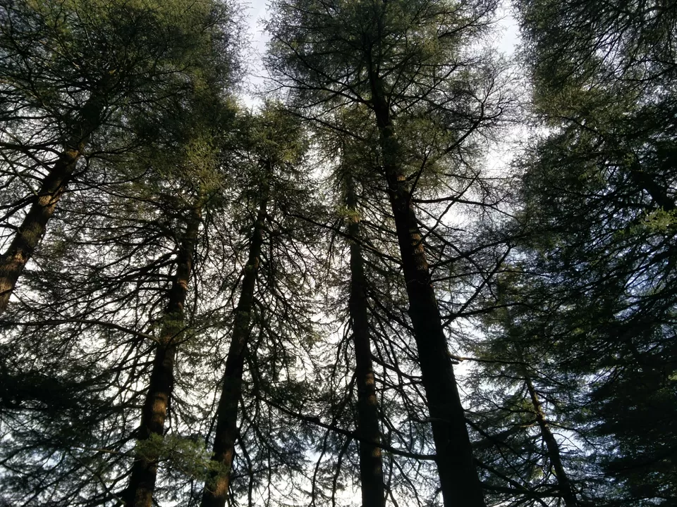 Photo of McLeod Ganj, Dharamshala, Himachal Pradesh, India by Rhea Chawla