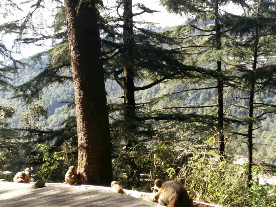 Photo of McLeod Ganj, Dharamshala, Himachal Pradesh, India by Rhea Chawla