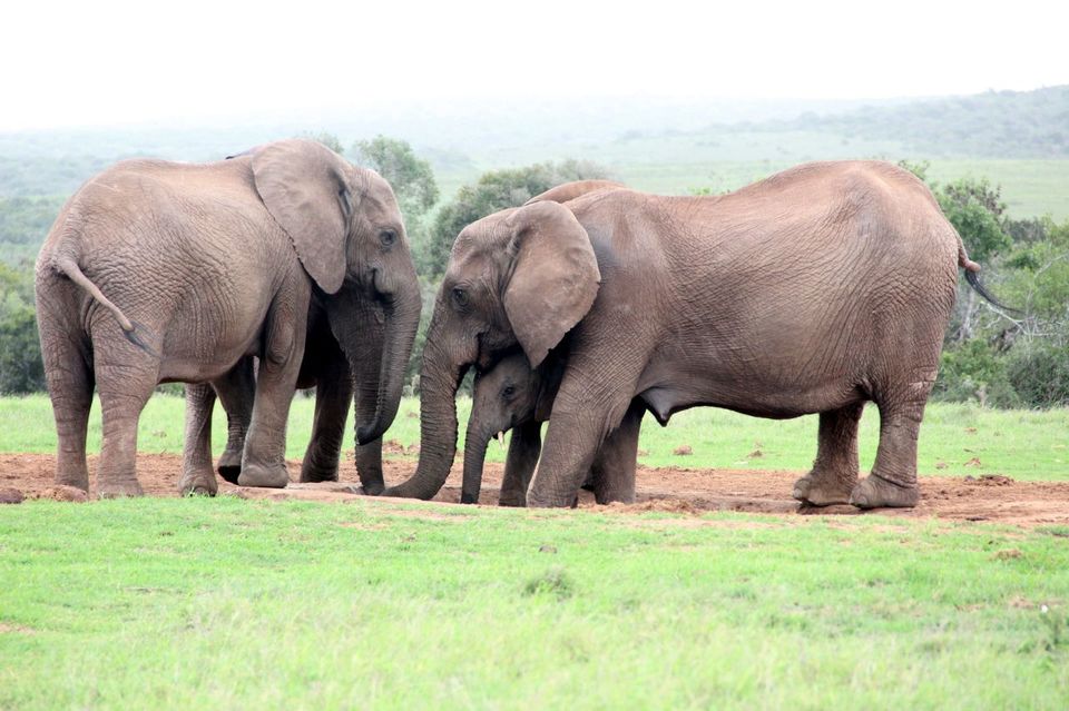Photo of Addo Elephant National Park, Addo, South Africa by Deepti Badve