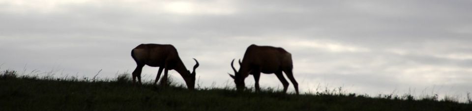 Photo of Addo Elephant National Park, Addo, South Africa by Deepti Badve