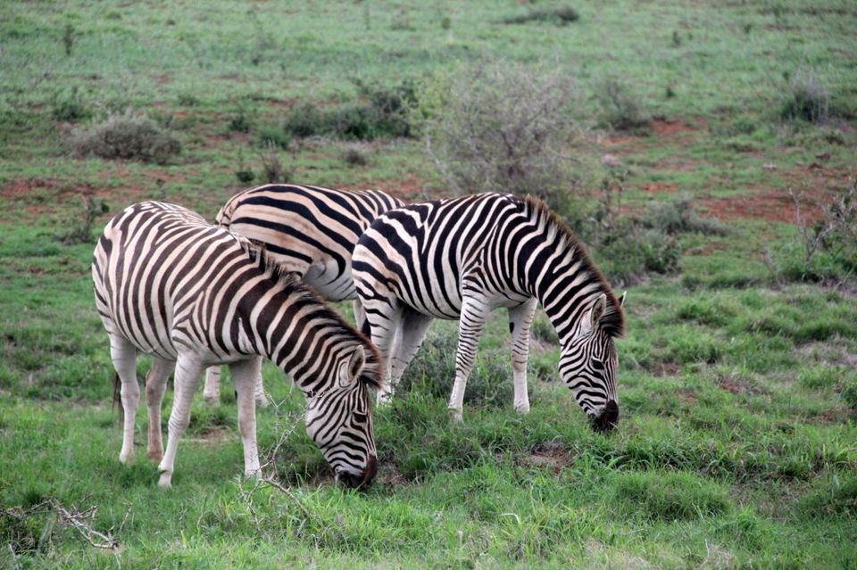 Photo of Addo Elephant National Park, Addo, South Africa by Deepti Badve