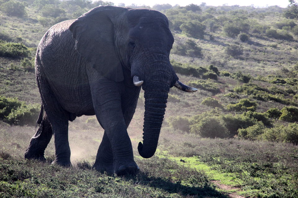 Photo of Schotia Safaris Private Game Reserve, Kirkwood, Eastern Cape, South Africa by Deepti Badve