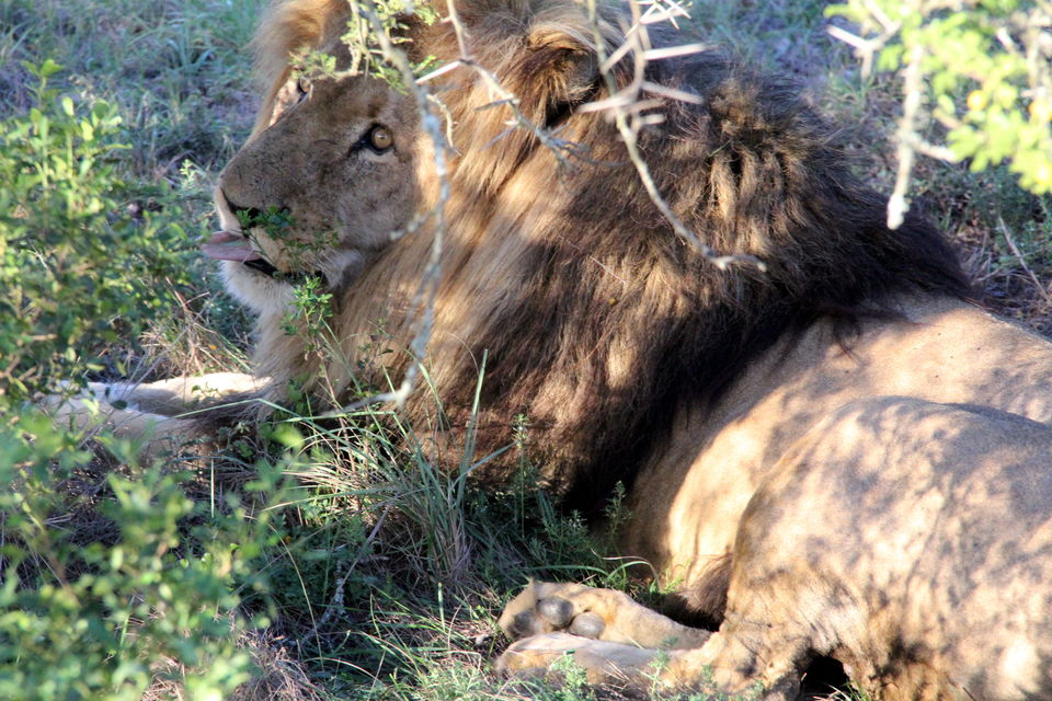 Photo of Schotia Safaris Private Game Reserve, Kirkwood, Eastern Cape, South Africa by Deepti Badve