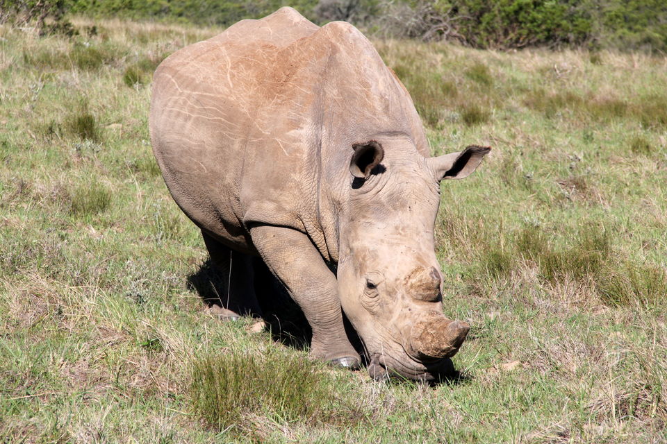 Photo of Schotia Safaris Private Game Reserve, Kirkwood, Eastern Cape, South Africa by Deepti Badve