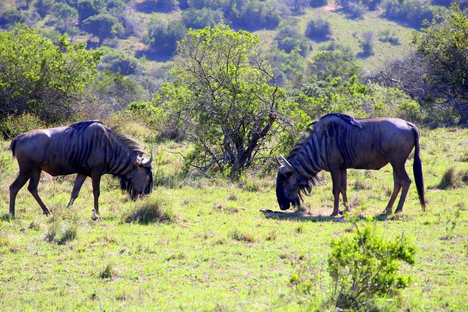 Photo of Schotia Safaris Private Game Reserve, Kirkwood, Eastern Cape, South Africa by Deepti Badve