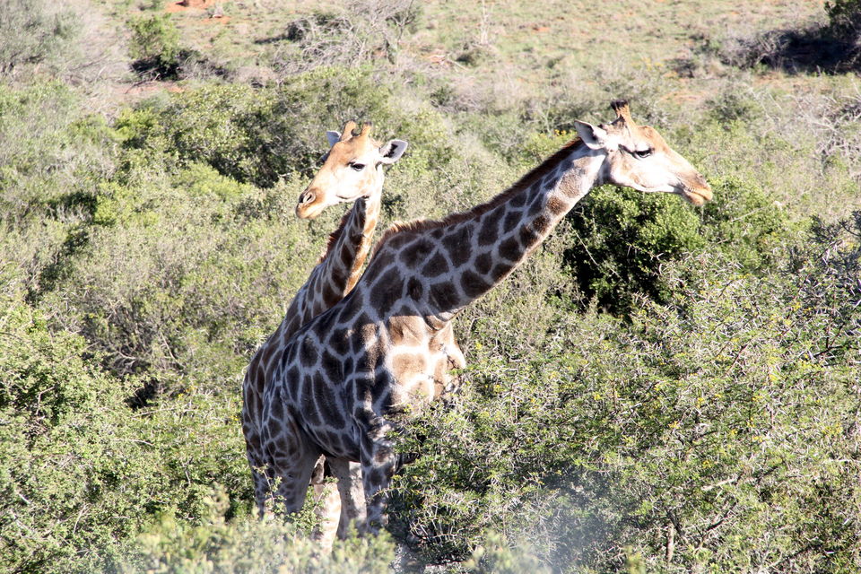 Photo of Schotia Safaris Private Game Reserve, Kirkwood, Eastern Cape, South Africa by Deepti Badve