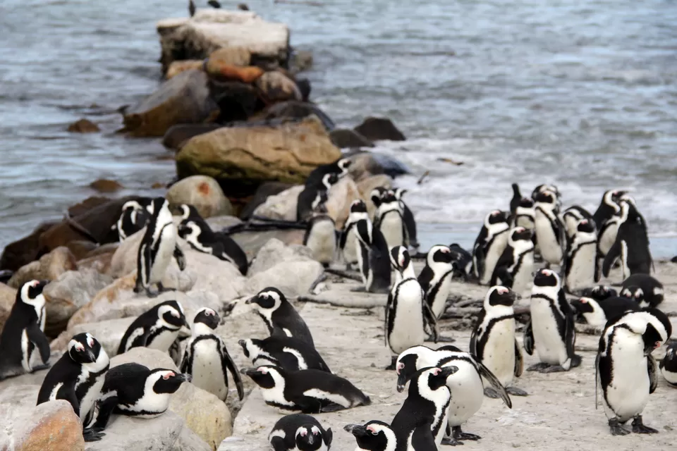 Photo of Betty's Bay, Western Cape, South Africa by Deepti Badve