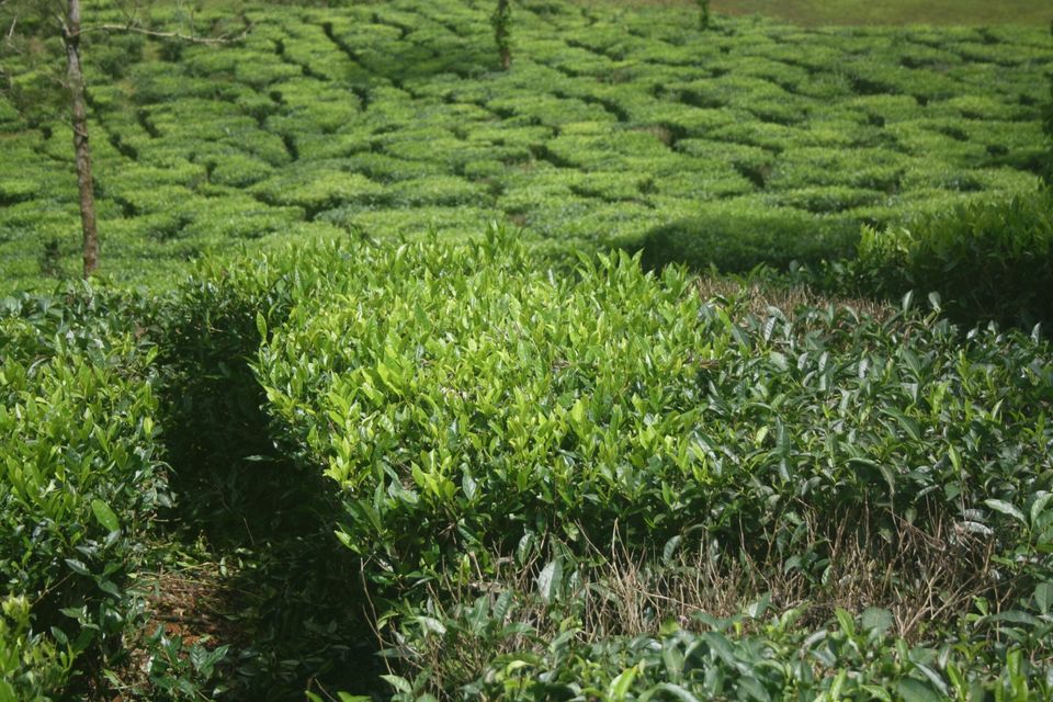 Photo of Wayanad , The Green Paradise by Shantanu Subramanian