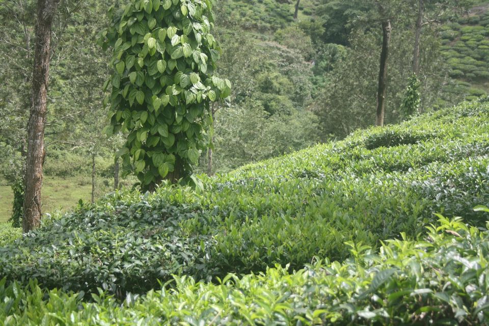 Photo of Wayanad , The Green Paradise by Shantanu Subramanian