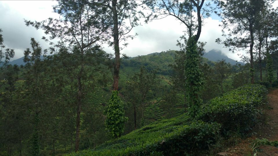 Photo of Wayanad , The Green Paradise by Shantanu Subramanian