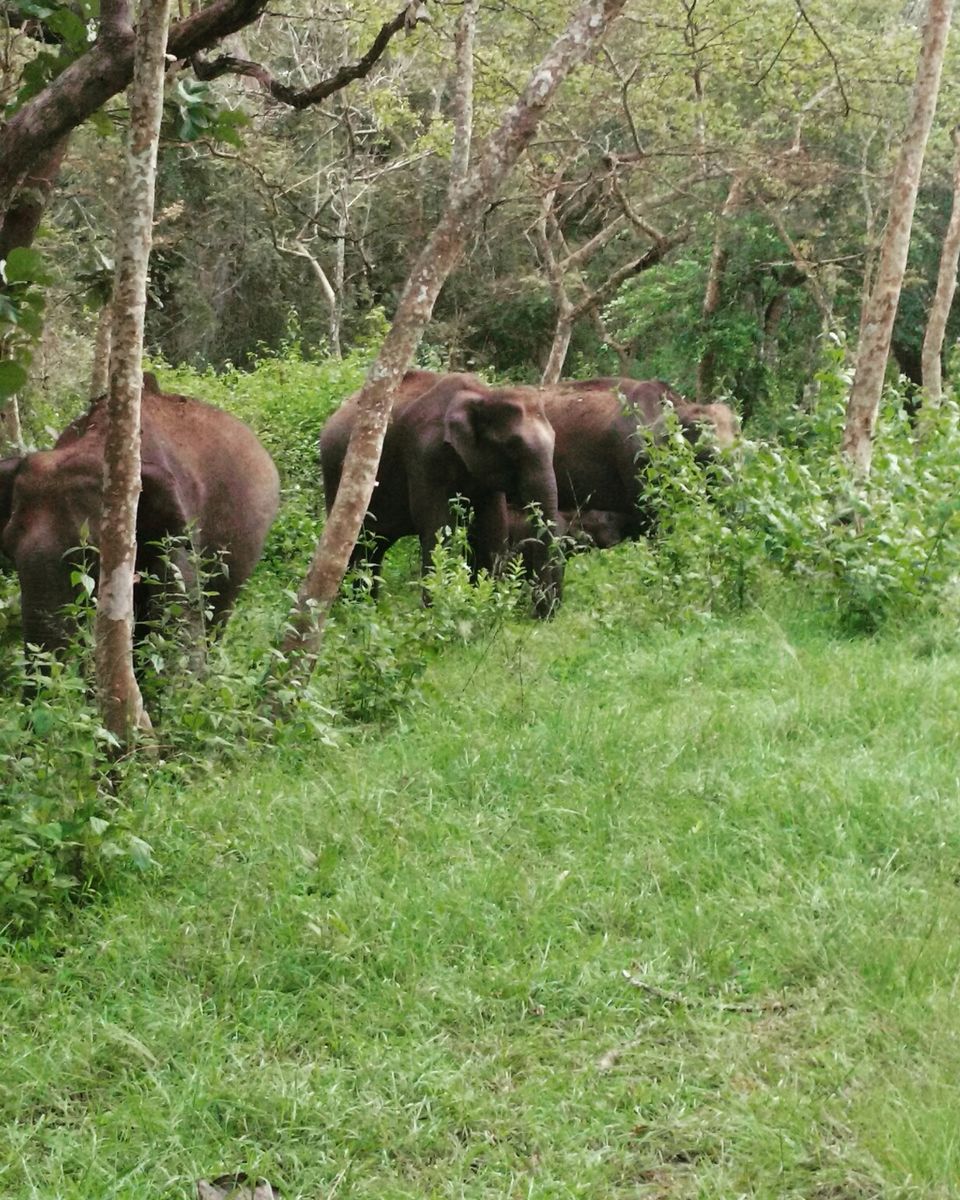 Photo of Wayanad , The Green Paradise by Shantanu Subramanian