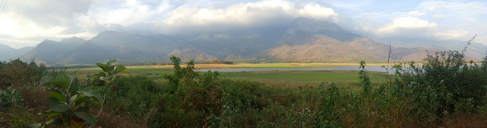 Photo of Kava, Palakkad, Kerala, India by Suraj Nair