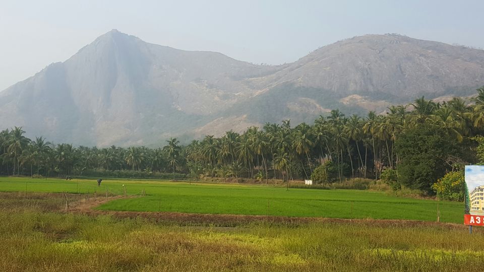 Photo of Kava, Palakkad, Kerala, India by Suraj Nair
