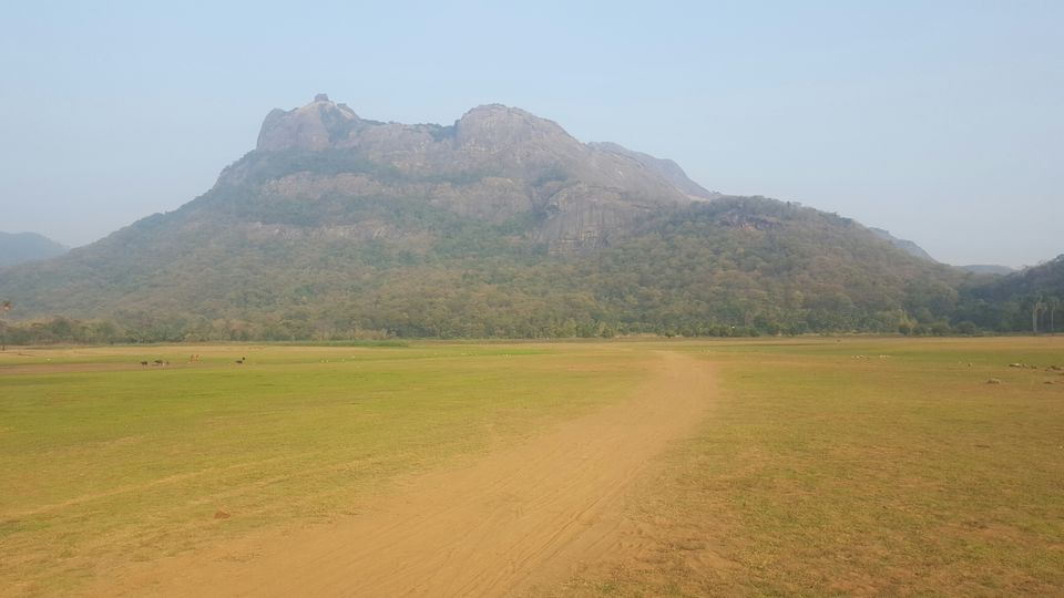 Photo of Kava, Palakkad, Kerala, India by Suraj Nair