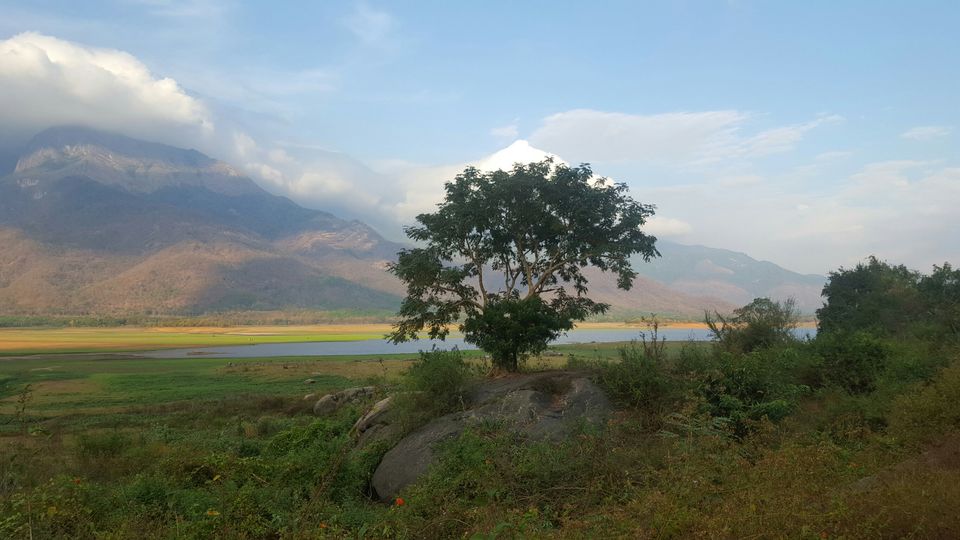 Photo of Kava, Palakkad, Kerala, India by Suraj Nair