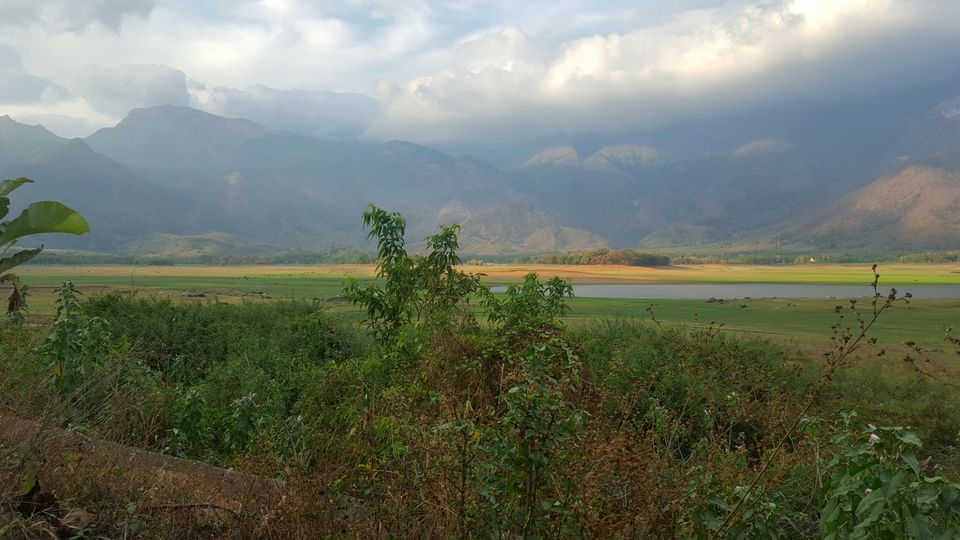 Photo of Kava, Palakkad, Kerala, India by Suraj Nair