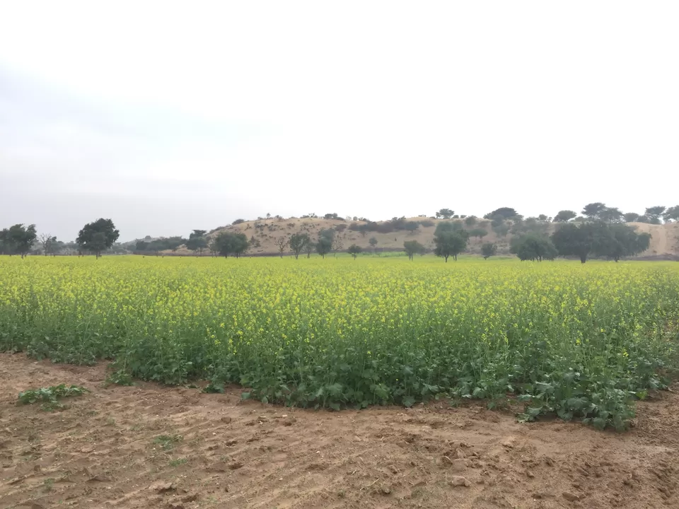 Photo of 2019 Ended with Blue City- Jodhpur ! by Anshu