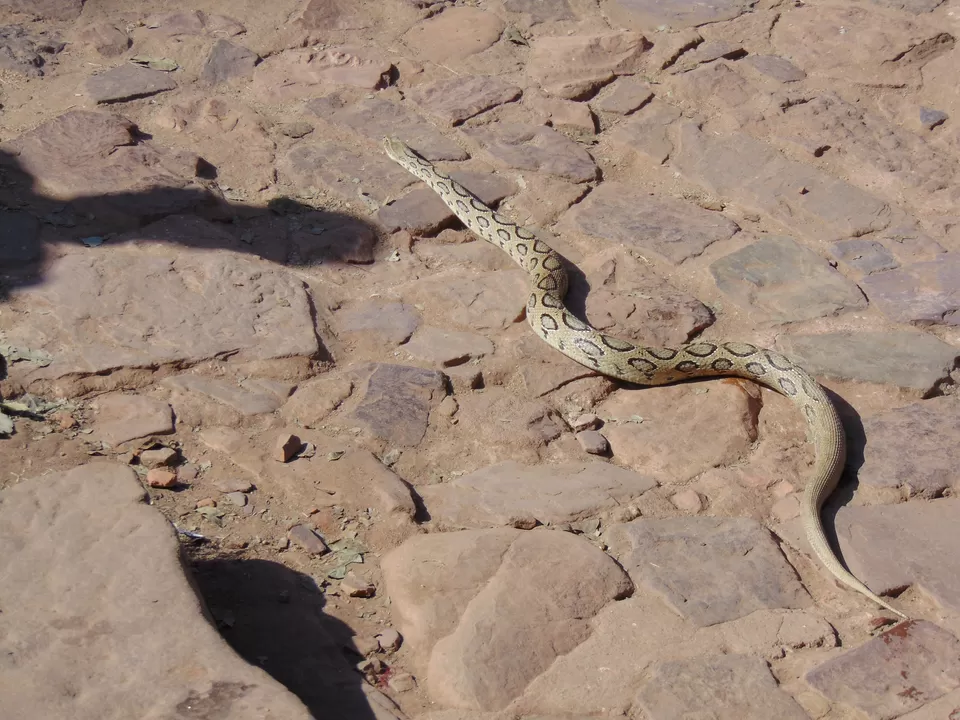 Photo of Ranthambhore Fort, Rajasthan, India by Anshu