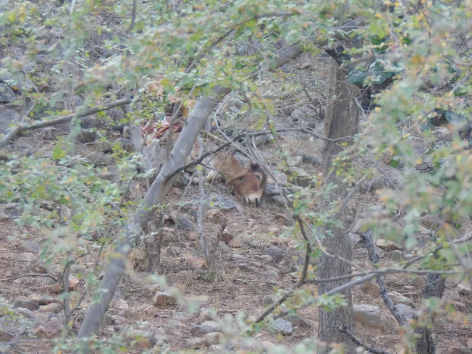 Photo of Ranthambhore Fort, Rajasthan, India by Anshu
