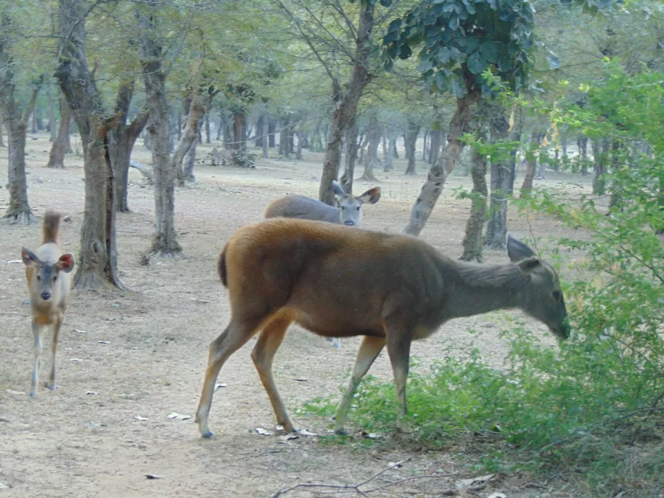 Photo of Ranthambhore Fort, Rajasthan, India by Anshu