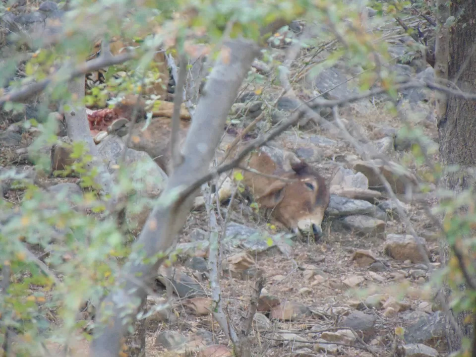 Photo of Ranthambhore Fort, Rajasthan, India by Anshu