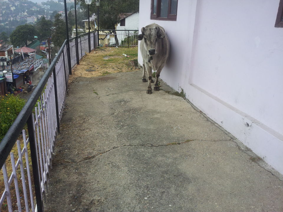Photo of Why should boys have all the fun: Girls Road trip to Mussoorie, Dhanaulti & Lansdowne. 14/35 by Anshu