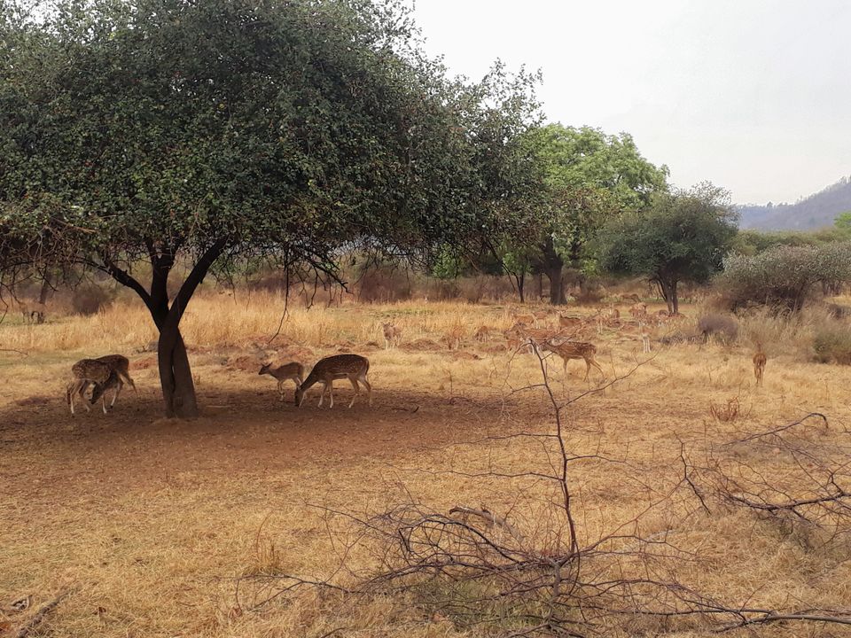Photo of Panna, Madhya Pradesh, India by Anshu