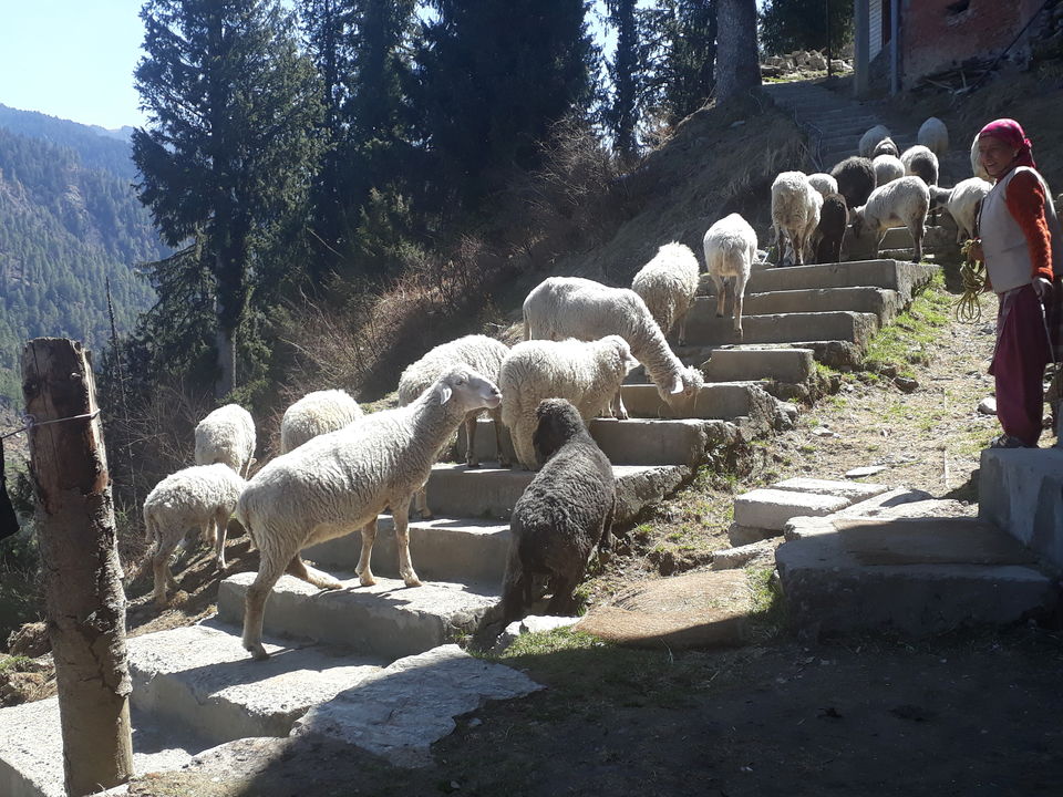 Photo of Jalori Pass, Jalori, Sajwar, Himachal Pradesh by Anshu
