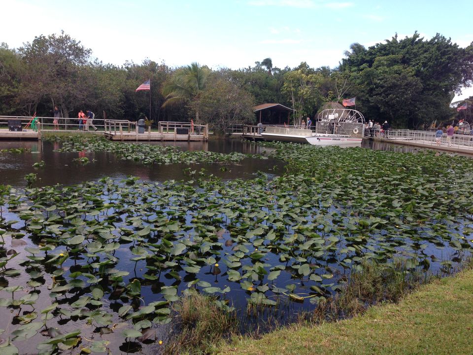 Photo of Everglades - Home for thousands of alligators by Mounika Myla