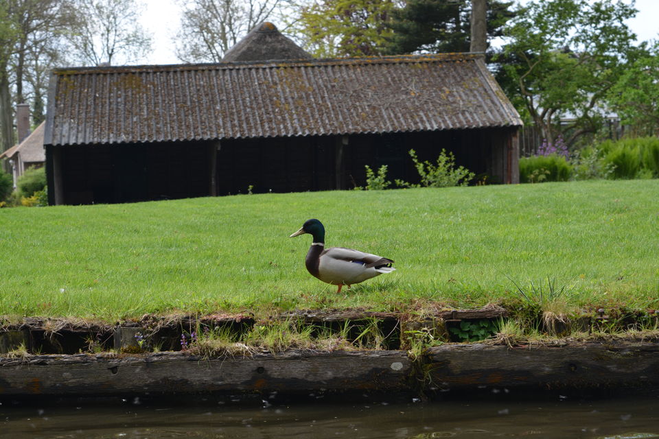 Photo of Netherlands- A country of Tulips, Canals, Cheese, Wooden Clogs, Windmills and Marijuana. 7/7 by Sapna Venugopal