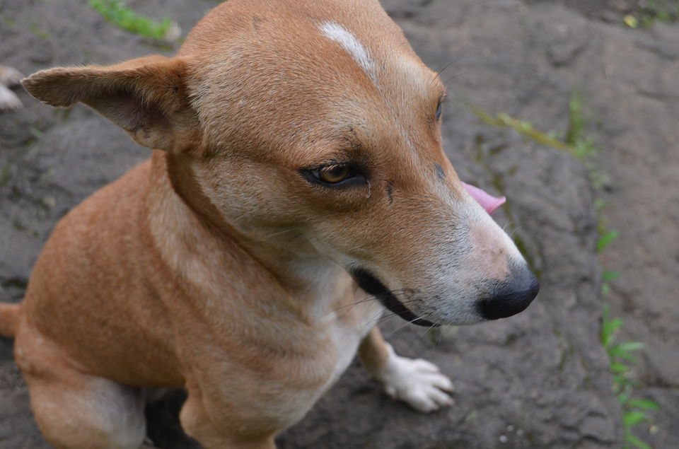Photo of A Must visit Monsoon Trek to Raigad Fort-The capital of Shivaji's Maharaj's kingdom, Mahad. 22/43 by suraj j