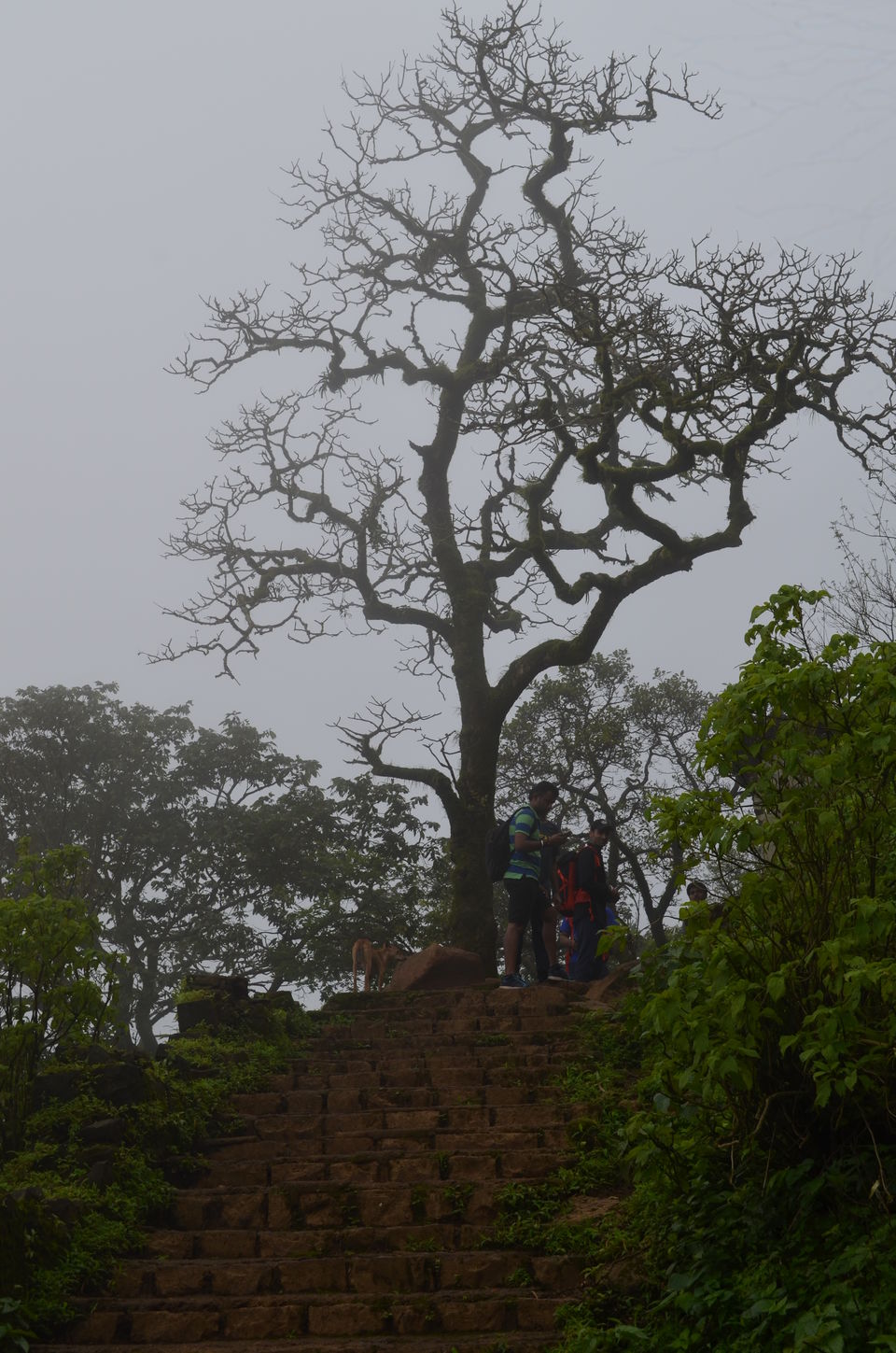 Photo of A Must visit Monsoon Trek to Raigad Fort-The capital of Shivaji's Maharaj's kingdom, Mahad. 25/43 by suraj j