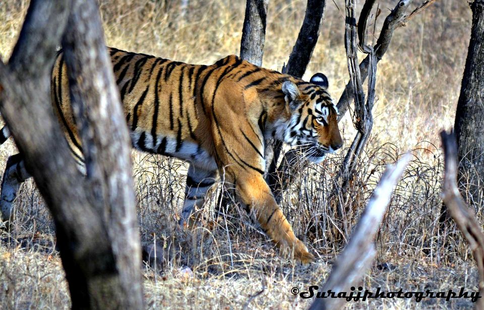 Photo of Jungle safari with Tigers, Ranthambore National Park. Wild and adventurous Long weekend trip :) by suraj j