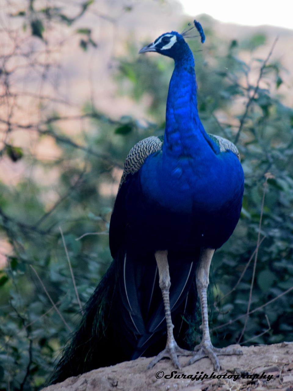 Photo of Ranthambore Tiger Reserve, Sawai Madhopur, Rajasthan, India by suraj j