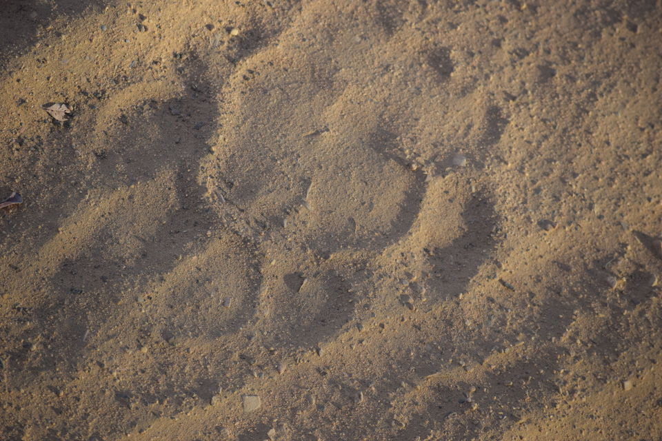 Photo of Ranthambore Tiger Reserve, Sawai Madhopur, Rajasthan, India by suraj j