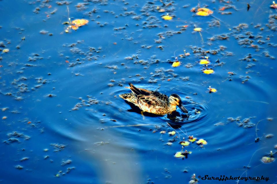 Photo of Ranthambore Tiger Reserve, Sawai Madhopur, Rajasthan, India by suraj j