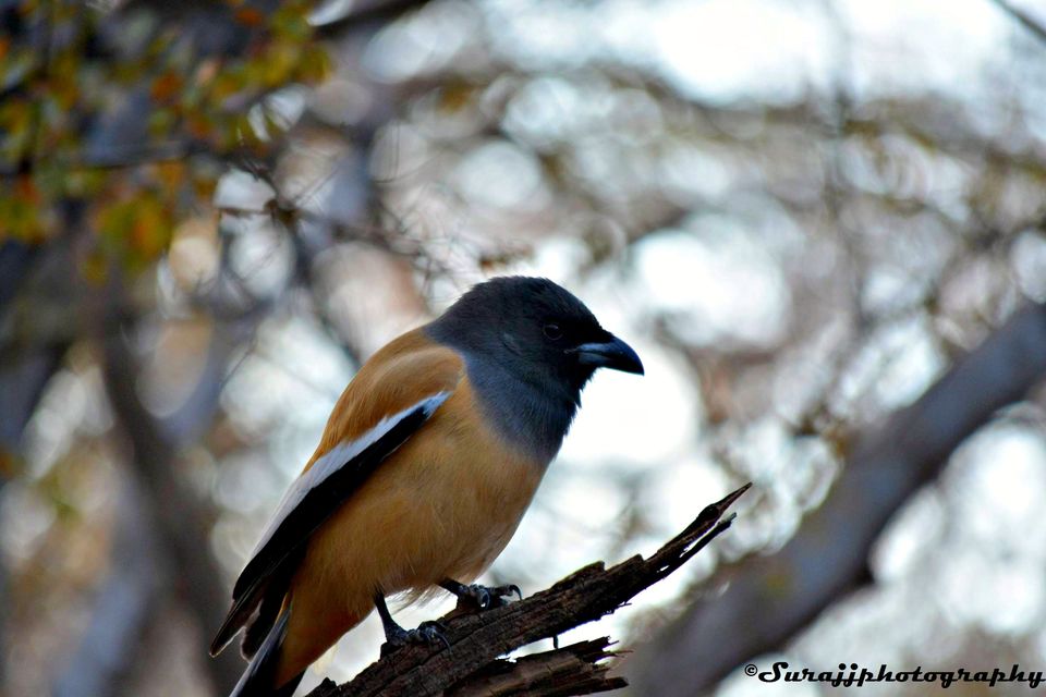 Photo of Ranthambore Jungle Safari, Jaipur, Rajasthan, India by suraj j
