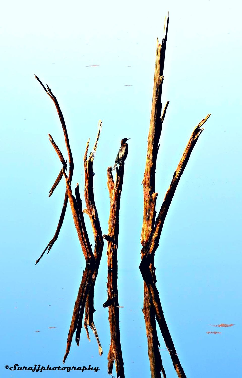Photo of Ranthambore Jungle Safari, Jaipur, Rajasthan, India by suraj j