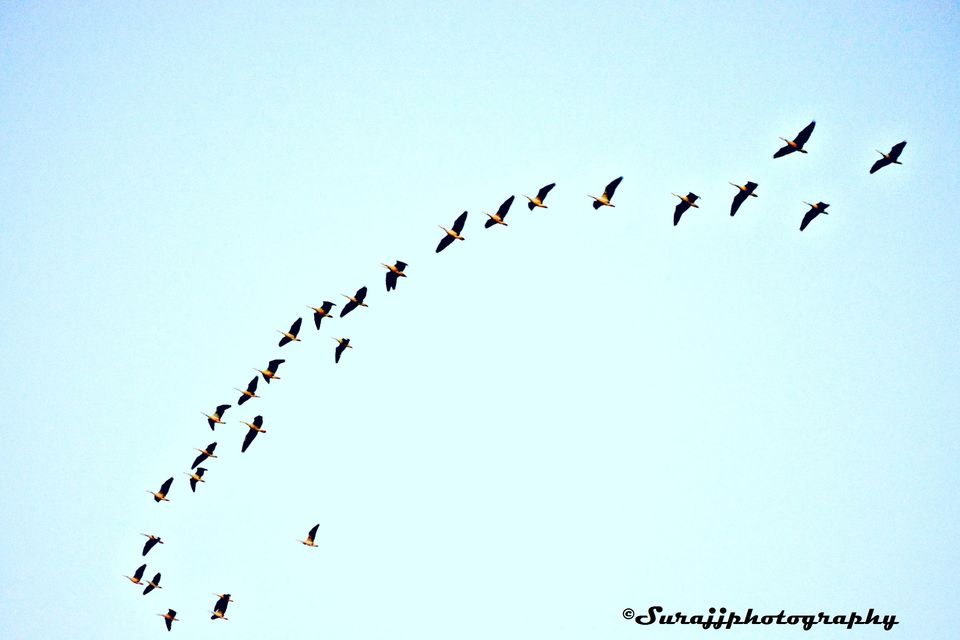 Photo of Ranthambore Jungle Safari, Jaipur, Rajasthan, India by suraj j
