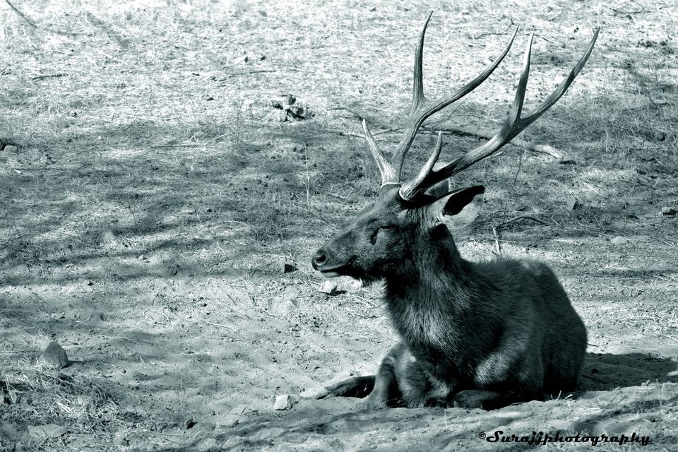 Photo of Ranthambore Jungle Safari, Jaipur, Rajasthan, India by suraj j